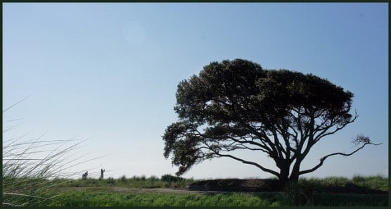 The Kiawah Island Ocean Course. (Photo by Bill Sutton/flickr)
