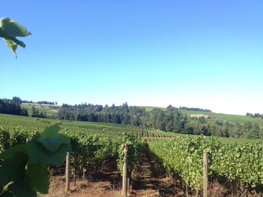 View of Sokol Blosser Winery in Dayton, Oregon. (Photo by Jameson Fink/flickr)