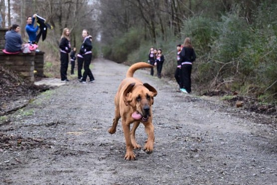 Photo by Elkmont Half Marathon/Facebook