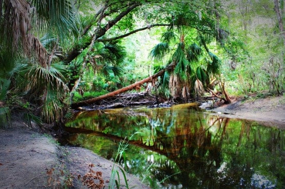 The River Loop trail in Alafia River State Park in Lithia, Fla. (Photo by Global Reactions/flickr)