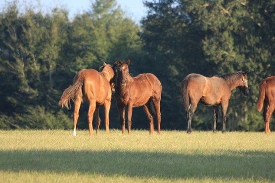 A horse farm in Ocala, Fla. (Photo by Christopher Stadler/flickr)