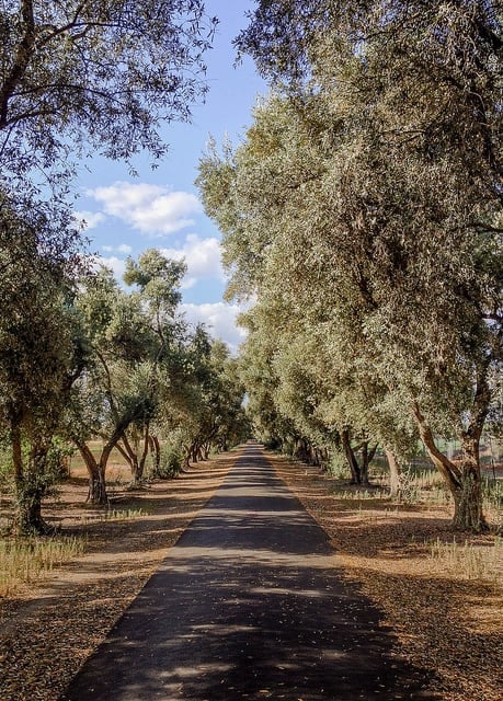 Olive trees in Davis, Calif. (Photo by Peter Alfred Hess/flickr)