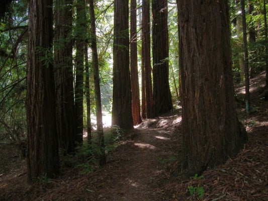 Scenery along the Crystal Springs Trail in Huddart Park, Calif. (Photo by Miguel Vieira/flickr)