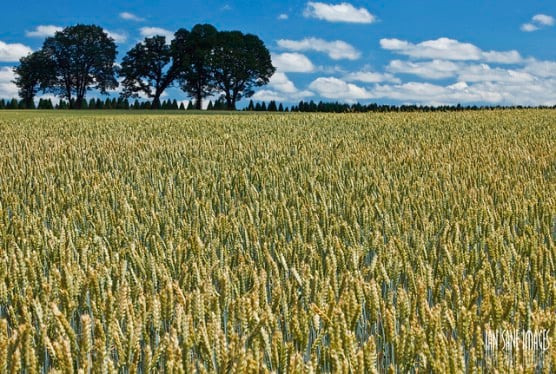 The scenery in nearby Aumsville, Oregon. (Photo by Ian Sane/flickr)