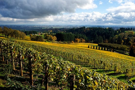 The hills of Dundee, Oregon's wine country, photographed in November 2014. (Photo by Bill Reynolds/flickr)