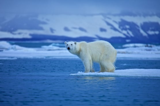 He's not wild about it either. (© Starastin | Dreamstime.com)