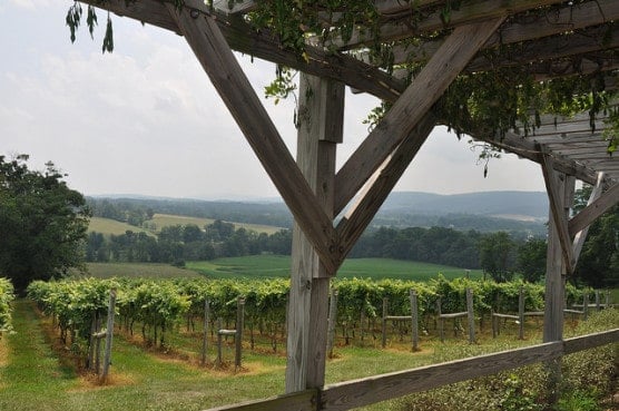 Fields and vines in Virginia's Loudon County. (Photo by rlimousinephoto/flickr)