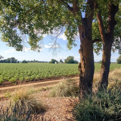 A farm field near Davis, California. (Photo by Peter Alfred Hess/flickr)