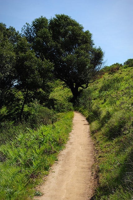 One of the many trails that wind through China Camp State Park in San Rafael, California. (Photo by Lisa Williams/flickr)