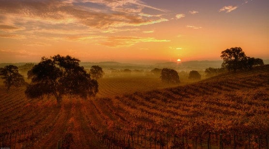 Morning at a vineyard in Paso Robles, California. (Photo by Malcolm Carlaw/flickr)