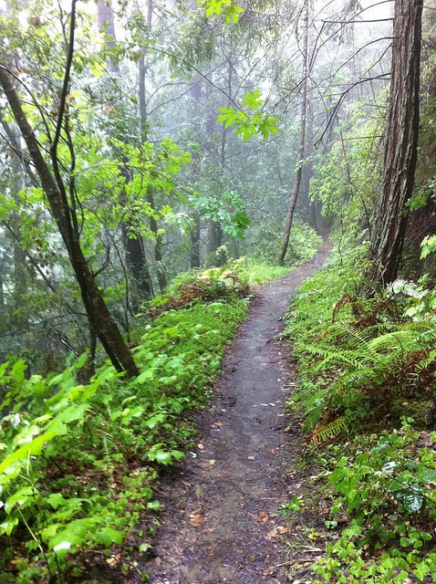 A photo of the Nisene Marks Trail, taken during the 2011 marathon there. (Photo by fogcat5/flickr)