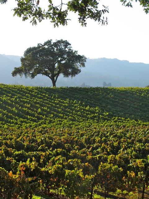 An oak tree towers over a vineyard in Sonoma, California. (Photo by torbakhopper/flickr)