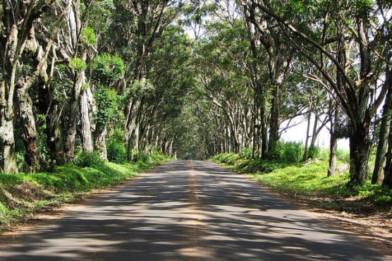 The 'Tree Tunnel' on Maluhia Road in Kauai, Hawaii. (Photo by Robert Lindsell/flickr)