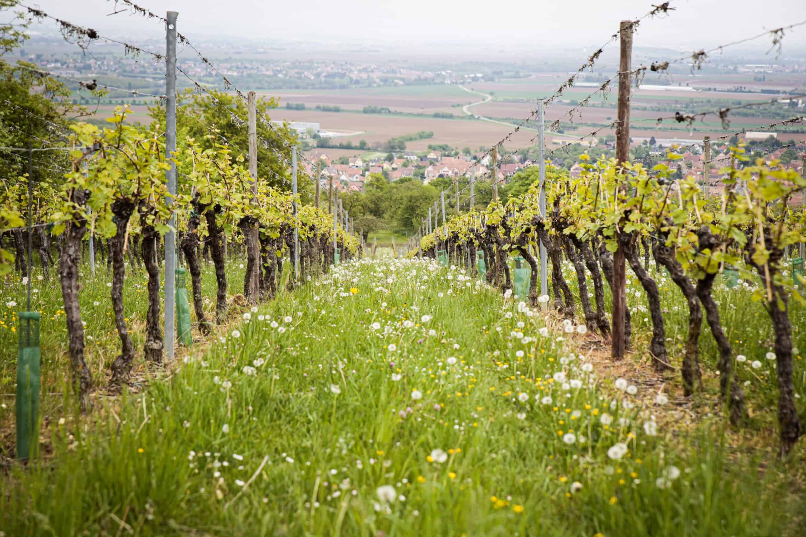 Medoc, France home to Medoc Marathon, one of the best marathons in the world and in Europe.