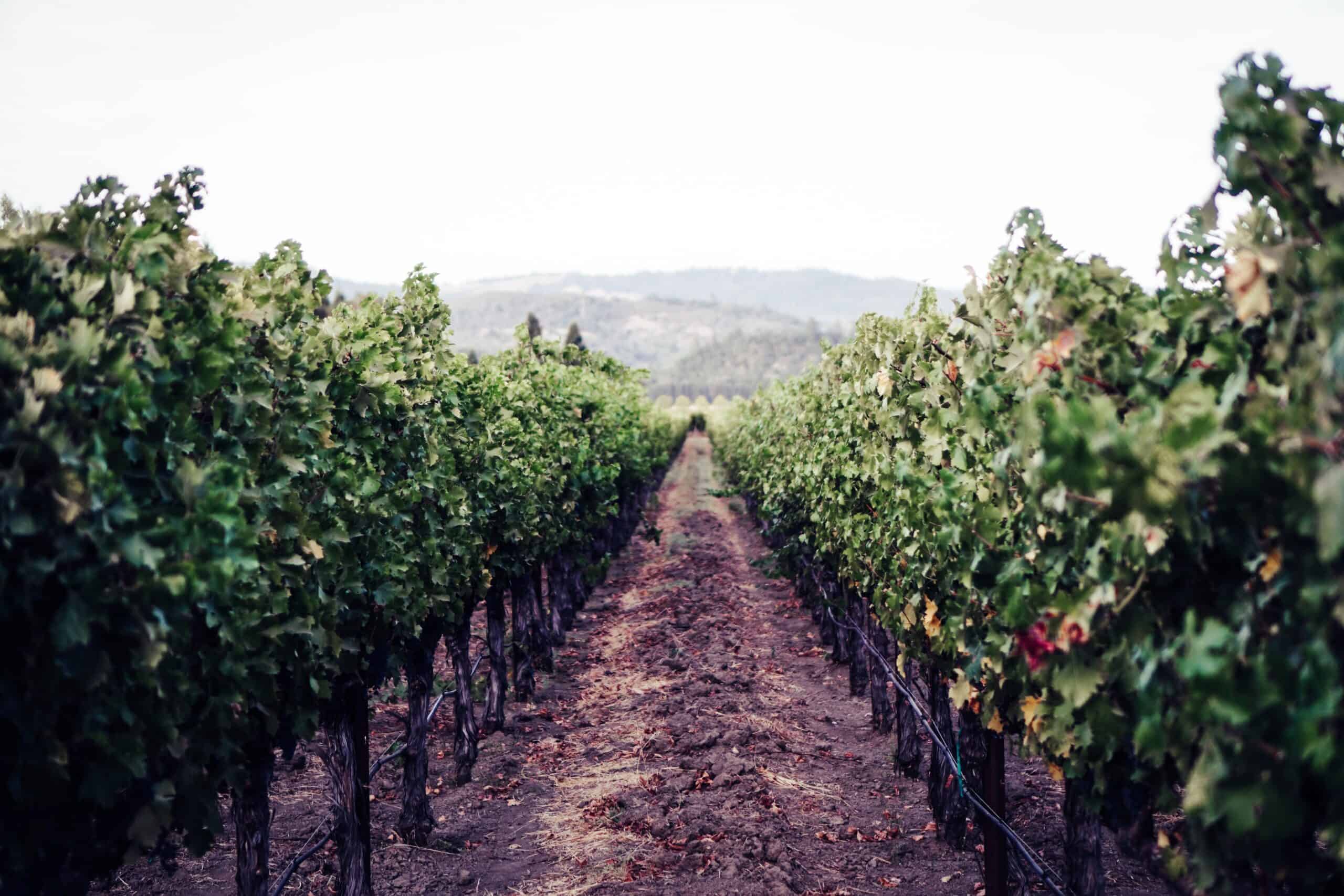 The winery landscape home to the Napa Valley Half Marathon, a Boston Marathon practice half marathon.