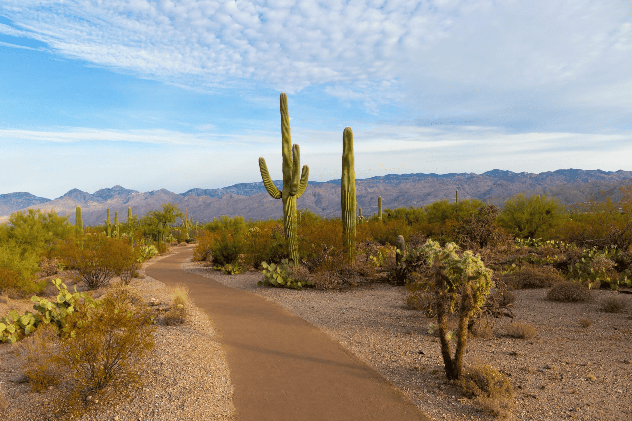 Arizona Half Marathon, 10k, & 5k course in Peoria, AZ