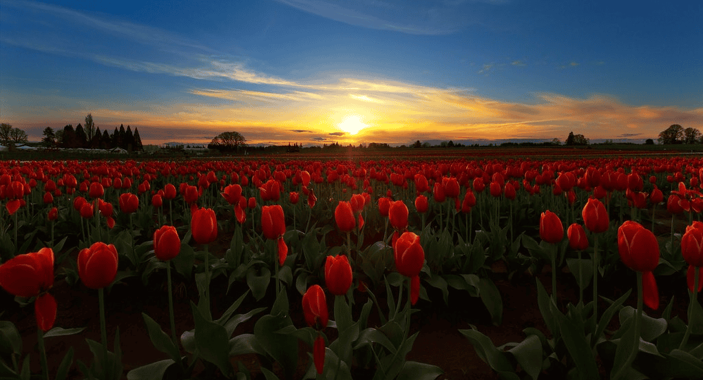 Tulip Trail Run Half Marathon 10k & 5k