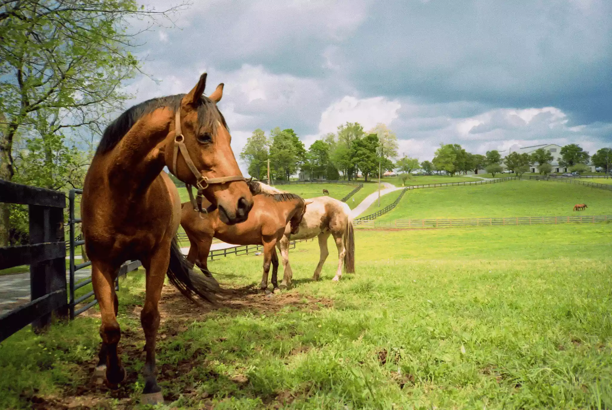 horses