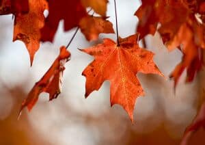 Leaf Peeper Half Marathon logo